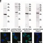 Merck Anti-SLC10A4 antibody produced in rabbit