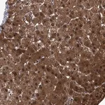 Merck Anti-ZNF274 antibody produced in rabbit