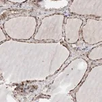 Merck Anti-PLPP3 antibody produced in rabbit