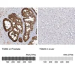 Merck Anti-TGM4 antibody produced in rabbit