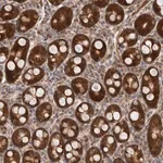 Merck Anti-SBDS antibody produced in rabbit