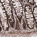 Merck Anti-DAD1 antibody produced in rabbit