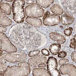 Merck Anti-TUBE1 antibody produced in rabbit