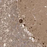 Merck Anti-CARF antibody produced in rabbit