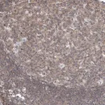 Merck Anti-MSL3 antibody produced in rabbit