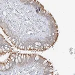 Merck Anti-ZIM3 antibody produced in rabbit