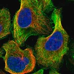 Merck Anti-TTLL5 antibody produced in rabbit