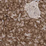 Merck Anti-DDIT4 antibody produced in rabbit