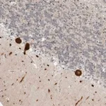 Merck Anti-PPP2R5C antibody produced in rabbit