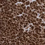 Merck Anti-PPEF1 antibody produced in rabbit