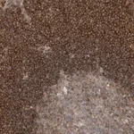 Merck Anti-CASP4 antibody produced in rabbit