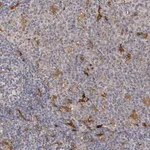 Merck Anti-PTAFR antibody produced in rabbit