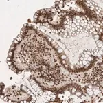 Merck Anti-NKX3-2 antibody produced in rabbit
