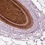 Merck Anti-PRR9 antibody produced in rabbit