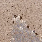 Merck Anti-DNAH14 antibody produced in rabbit
