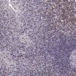 Merck Anti-CDC42SE1 antibody produced in rabbit