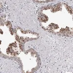 Merck Anti-RNF220 antibody produced in rabbit