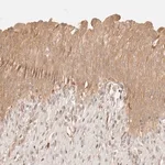 Merck Anti-PHLDA3 antibody produced in rabbit