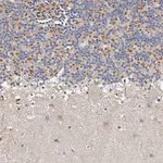 Merck Anti-KIF26B antibody produced in rabbit