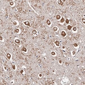 Merck Anti-RSC1A1 antibody produced in rabbit
