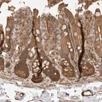 Merck Anti-ERN1 antibody produced in rabbit