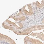 Merck Anti-ZFP69 antibody produced in rabbit