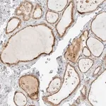 Merck Anti-NEO1 antibody produced in rabbit