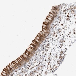 Merck Anti-CNBD1 antibody produced in rabbit