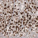 Merck Anti-SAMD3 antibody produced in rabbit