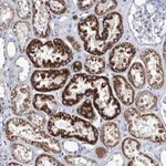 Merck Anti-ZNF519 antibody produced in rabbit