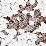 Merck Anti-TAF4B antibody produced in rabbit