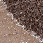Merck Anti-KCND2 antibody produced in rabbit