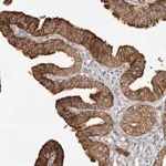 Merck Anti-SZT2 antibody produced in rabbit