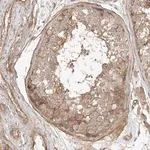 Merck Anti-CSMD3 antibody produced in rabbit