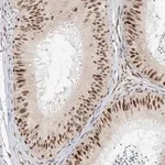Merck Anti-ZNF514 antibody produced in rabbit
