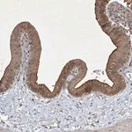 Merck Anti-NRBP2 antibody produced in rabbit