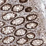 Merck Anti-ARHGEF3 antibody produced in rabbit