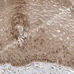 Merck Anti-TTC22 antibody produced in rabbit