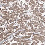 Merck Anti-COMMD1 antibody produced in rabbit