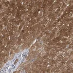 Merck Anti-APLF antibody produced in rabbit