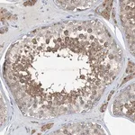 Merck Anti-DHX30 antibody produced in rabbit