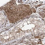 Merck Anti-UBTD1 antibody produced in rabbit