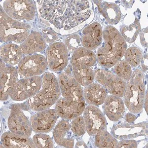 Merck Anti-SLC6A12 antibody produced in rabbit