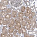 Merck Anti-SLC6A12 antibody produced in rabbit