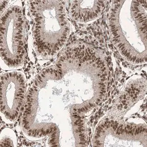 Merck Anti-ARGLU1 antibody produced in rabbit