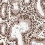 Merck Anti-ARGLU1 antibody produced in rabbit