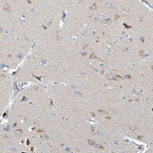 Merck Anti-PRSS12 antibody produced in rabbit