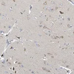 Merck Anti-PRSS12 antibody produced in rabbit