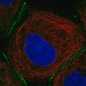 Merck Anti-FBLN7 antibody produced in rabbit