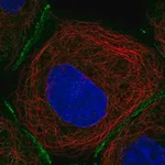 Merck Anti-FBLN7 antibody produced in rabbit